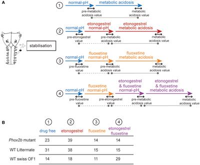 Serotonin and the ventilatory effects of etonogestrel, a gonane progestin, in a murine model of congenital central hypoventilation syndrome